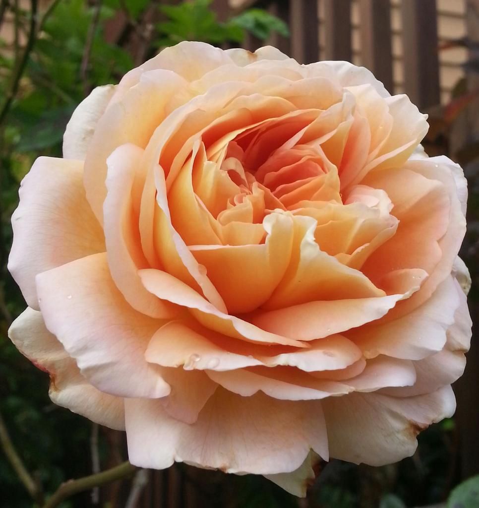  photo 20140615_111223-1_zpsqx8mxo1e.jpg